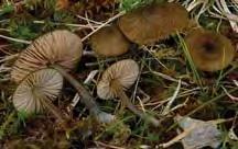 Cinna latifolia Störning viktig för mångfalden Leratiomyces magnivelaris Den gamla granskogens rödlistade arter Amylocystis lapponicahaploporus odorus Gyromitra sphaerospora Mycena renatiphellinus