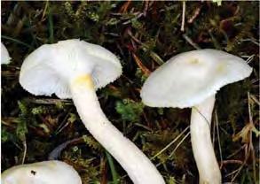Enligt SMF-ordförande Ellen Larssons DNA-studier så kan gulprickig Klotsporig murkla (Gyromitra sphaerospora) klotmurklor på murket timmer som var dolt under sandhögar på soptippen vid Lomyran i