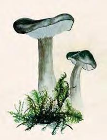 henningknudsenochthomaslaessöefannskålsvampen Pezizapraetervisaochävendensällsyntaängsartensotfingersvamp(Clavaria asperulispora),beläggiherbariumc(köpenhamn)somidagkanskeskaheta Clavariaatrofusca.