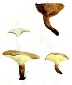 Skogsstyrelsen skyddar svamplokaler Skogsstyrelsen har biotopskyddat en del av Åssjöskogen.