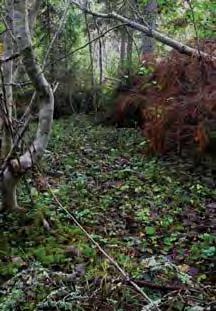 Lennart Vessberg har tagit denna bild av algsvampen hättmögel (Spinellus fusiger) som är vanlig parasit på bland annat blodhätta (Mycena sanguinolenta) i Medelpads gråalskogar.