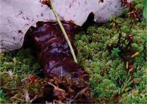 Skogsbilvägens svampflora Skogsbilvägar kan hysa intressanta svampar. Den sällsynta ängstickan (Albatrellussyringae) är funnen här på skogsvägen vid Sundsjöåsen.