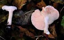 cumatilis Suillus cavipes 5!