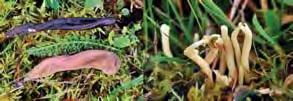 Det finns all anledning att minska ner och på sikt upphöra med kvävegödsling av skogsnaturen för att inte skada de naturliga processerna i marken.