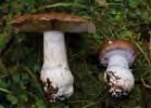 58 640580 6922272 åstön, naturreservat Magra barrskogar, hällmarker, gräsmarker, kärr (C. cupreorufus) och gulprickig vaxskivling (Hygrophorus chrysodon).