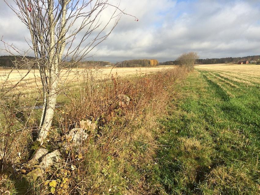A. Stenmur. Låg stenmur med kraftig igenväxning med brännässlor, älggräs och hallon.