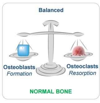 Skelettet är en levande vävnad Skelettet omsätts (remodelleras) hela tiden Under livet sker en konstant nedbrytning av skelettet (benresorption) följt av en