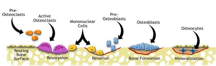 Celler som är typiska för skelettet osteoblaster, osteoklaster och osteocyter I benomsättningen deltar några celler som är specifika för skelettet såsom osteoblasterna.