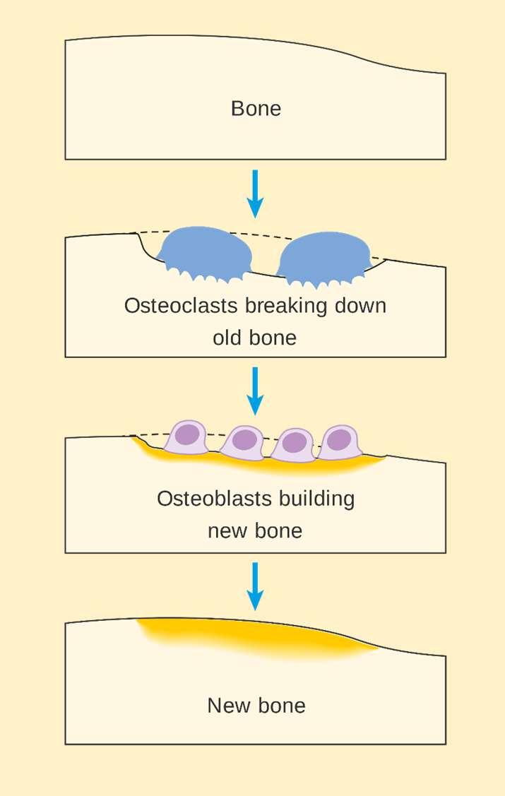 Osteoklasterna bildar ämnen för att kunna bryta ner benet Osteoklasterna bildar en sur miljö och särskilda enzymer.