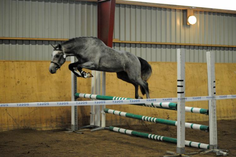 Till salu finns toppstammade avelsston, 1 4-åringar samt Kantje s Umberto, godkänd kat D hingst av yppersta klass i hoppning. Jag behåller endast några hobbyhästar.