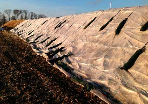 39 Värt att veta om Robert Olsson, NBR Nordic Beet Research FOTO: ROBERT OLSSON, NBR Stukan nordväst om Lund i sent eftermiddagsljus den 31 december 213. med Jupette närmast i bild. Därefter bara.