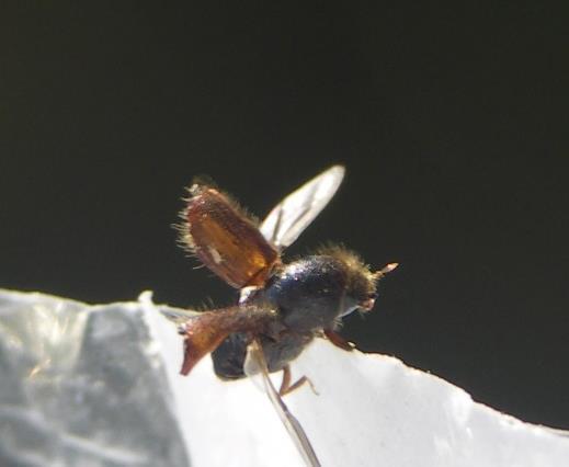 Fakta om granbarkborren (Ips typographus L.) Granbarkborren (eller åttatandade barkborren) är allmän i hela landet och har normalt en ettårig livscykel.