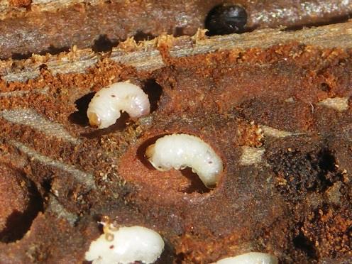 Väderlek, inomartskonkurrens och naturliga fiender är viktiga faktorer som påverkar granbarkborrens förmåga att sprida sig, kolonisera träd och föröka sig samt överleva vintern.