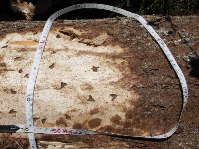 Bekämpningsmetoder Liggande fångstvirke Granar med skorpbark fälls i solexponerat läge alternativt läggs grovtimmer (toppdiameter >18 cm) av gran ut i samband med barkborrens första svärmning under