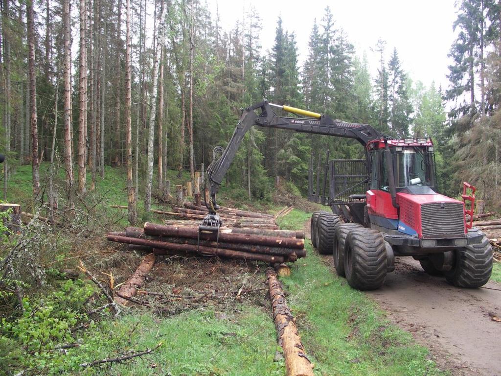 Figur 6. Utläggning av fångstvirke i Skillingaryd. Fångstvirket läggs ut i enkellager och på underliggare av torrträd för att undvika angrepp av randig vedborre.
