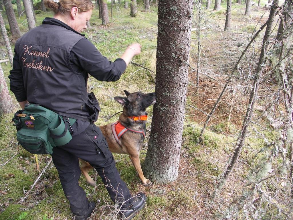 Stående fångstvirke Stående äldre granskog kan användas som fångstträd.