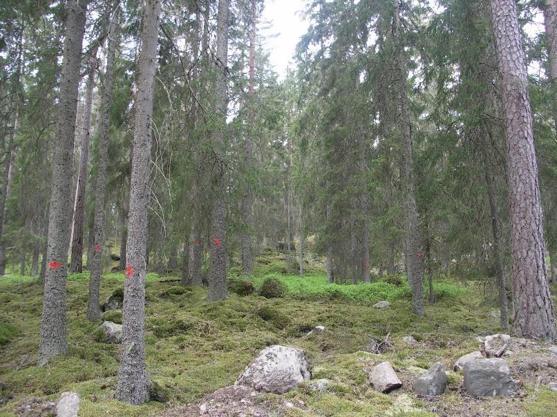 Figur 14. Samtliga nyangripna träd färgmarkerades.