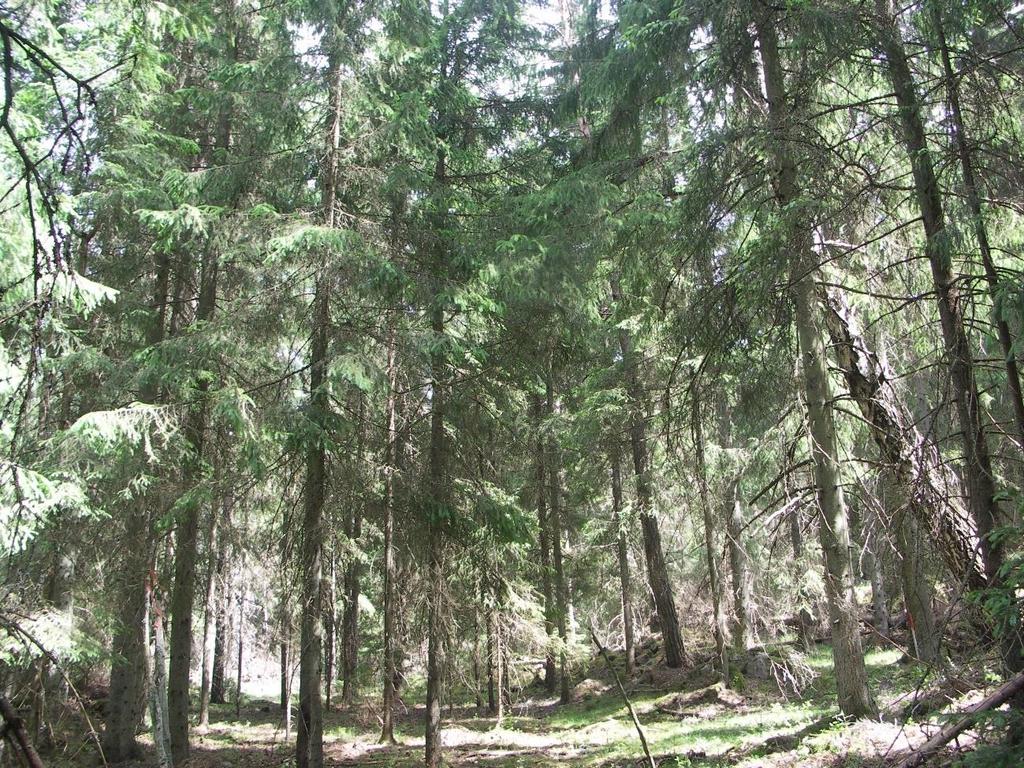 KRÅKETORPSSKOGEN, VETLANDA KOMMUN Reservatet domineras av det drygt 20 hektar stora våtmarksområdet runt Skogagölen och Musterydsbäcken.