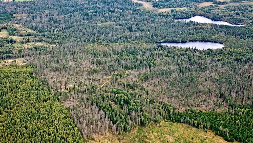 SKILLINGARYDSFÄLTET, NATURA 2000-OMRÅDE (SE0310404) Norra delen av Natura 2000-området utgörs av 323,9 ha barrskog, Västlig Taiga (9010).