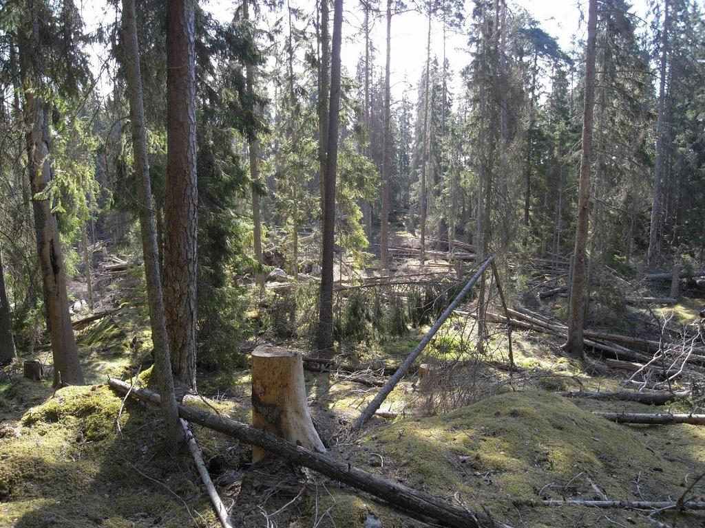 Stormbrötarna lämnades utan åtgärd vilket resulterade i massförökning av granbarkborre.