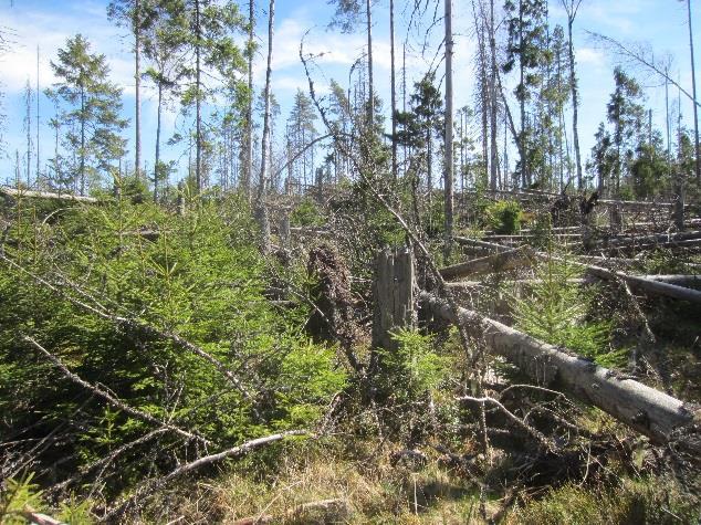 Effekter: ny successionsskog av gran efter ståndskogsangrepp Barkborredödade områden saknar störning av marktäcket till skillnad mot stormfällningsytor där det ofta finns gott om mineraljordsblottor.