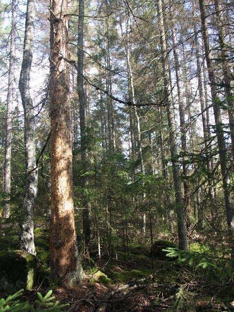 Figur 36. Angrepp av granbarkborre runt en gran som föregående år angreps av allmän barkbock.