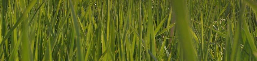 GRASS-MANAGER GRASS-MANAGER VALLEN MÅSTE SKÖTAS PÅ VÅREN TIDPUNKTEN FÖR INSATS ÄR VIKTIG Efter vintern är vallen ofta i dåligt skick på grund av utvintringsskador, isbränna mm.