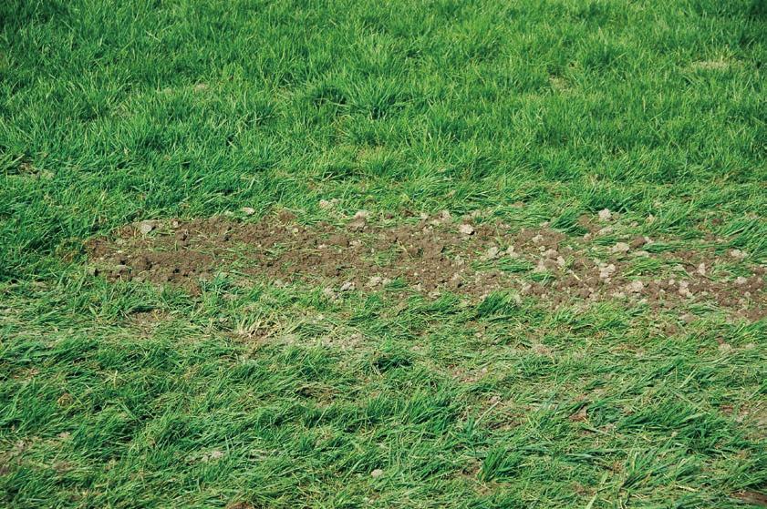 GRASS-MANAGER PNEUMATICSTAR PNEUMATICSTAR-STI NY TEKNIK GER PLATS FÖR FÄRSKT GRÖNT