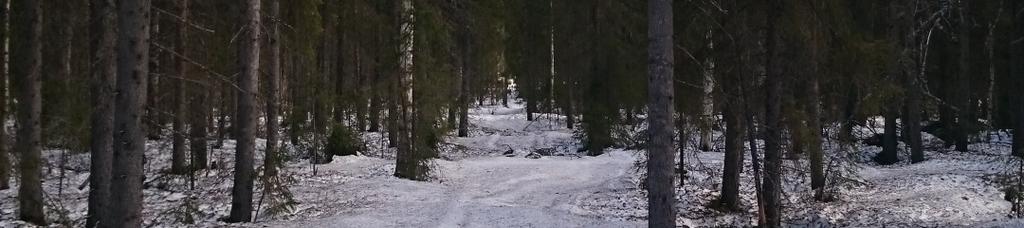 Planterad Lärk i avdelning 14. Fin utsikt ned mot Ängesån.