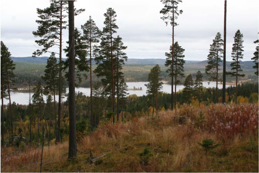 Figur 3. Vy över Borgsjön mot nordväst, nära utsikten vid festplatsen söder om Borgvattnet.