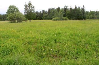 Bild 5 Bild 5. Holk 24 placerad i träd/buskgruppen isolerad från sammanhängande skog. Gruppen till vänster i bild.