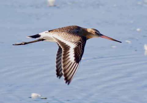Föreningen Södermanlands Ornitologer 27 Rödspov Limosa limosa Årets uppträdande med minst sju individer över genomsnittet för 2000-talet som ligger på ca fyra individer per år.
