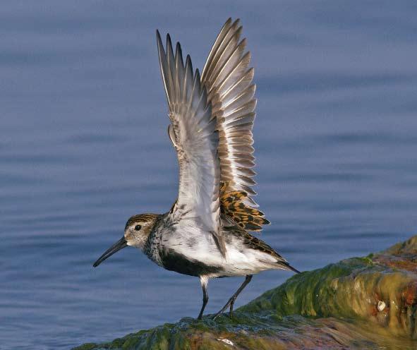 2 Det sörmländska fågelåret 2014 Rrk Sörmlands årssammanställning för Sörmlands län 2014 Kärrsnäppa Foto: Tommy Ubbesen Ett fågelår bjuder på många upplevelser.