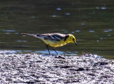 46 Det sörmländska fågelåret 2014 Citronärla Foto: Mauri Karlsberg Sädesärla Motacilla alba Denna vår kom sädesärlorna förhållande tidigt. Redan 21 mars gjordes två fynd.