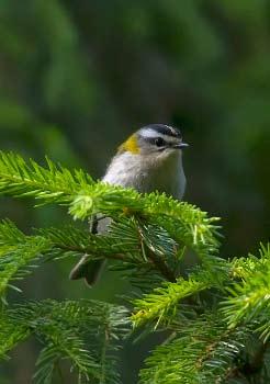 52 Det sörmländska fågelåret 2014 Lövsångare Phylloscopus trochilus Årets första fynd utgjordes av en sjungande fågel vid Berga viltvatten, Vingåker 14.4 (Lennart Hellquist).