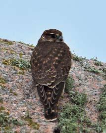 62 Det sörmländska fågelåret 2014 Stenfalk Foto: Pekka Pulsa, www.pekkasbilder.se lyckad häckning med ungar som kunde ringmärkas blev det inte i år heller.