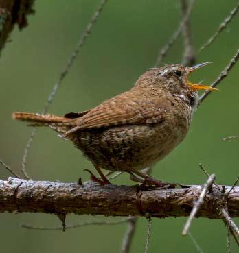 64 Det sörmländska fågelåret 2014 Ringmärkta fåglar i tabell: Sparvhök Accipiter nisus 8 Pärluggla Aegolius funereus 3 Större hackspett Dendrocopos major 1 Mindre hackspett Dendrocopos minor 2
