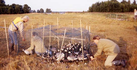 80 Det sörmländska fågelåret 2014 Vitkindad gås Så startade det Den första kända vilda häckningen för vitkindad gås var på en ö i sjön Likstammen 1982, denna plats ligger i närheten av Öster- Malma.