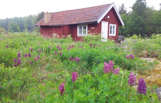 96 Det sörmländska fågelåret 2014 Den blåvingade gräshoppan är en exklusivitet som håller till på eller intill bara partier på