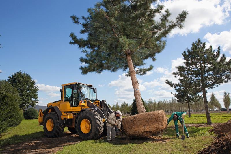 Bilaga 4. Ersättning av stora träd Inom ekonomisk värdering av träd ifrågasätts många gånger möjligheten att flytta och återetablera stora träd.