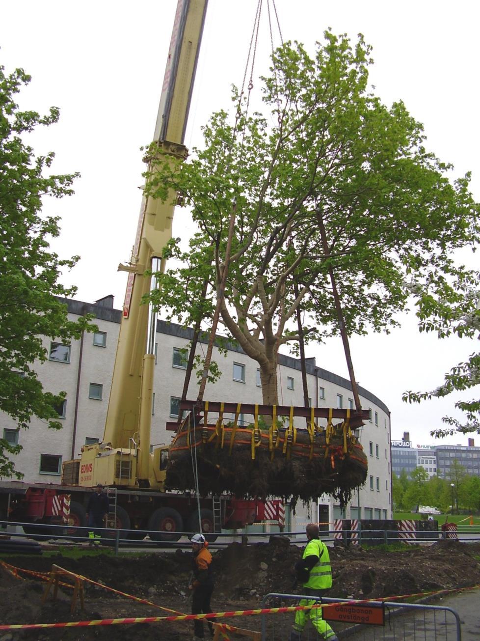 Exempel nummer tre är en stor lönn (Acer platanoides) som flyttades i Stockholm i samband med byggnationen av Norra länken. Figur 3.