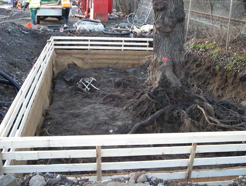 Standard för skyddande av träd vid byggnation Bilaga 4 Vitaliseringsdike runt en lind.