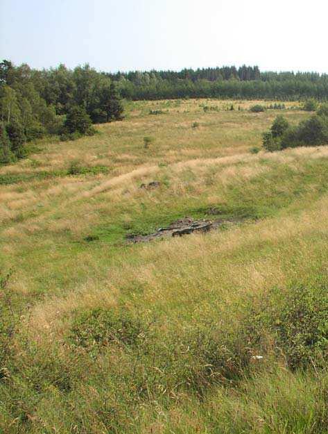 Kring hällmarkerna finns fortfarande öppen torrängsvegetation med arter som blåklocka, backtimjan, gråfibbla, gulmåra och inslag av ljung.