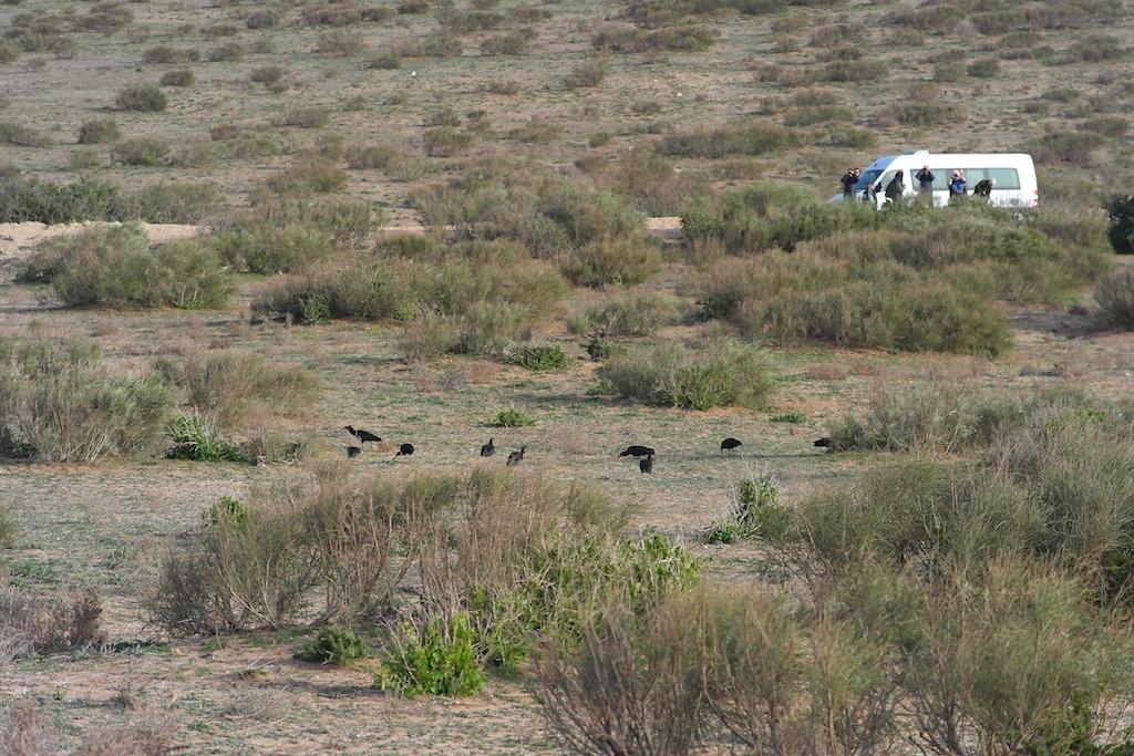 17.Bronsibis - Sort ibis (Plegadis falcinellus) 45 ex Oued Massa 17/2 och 6 ex Oued Massa 20/2. 18.Eremitibis - Eremitibis (Geronticus eremita) 75-100 ex några km N om Tamri längs kustvägen 16/2. 19.