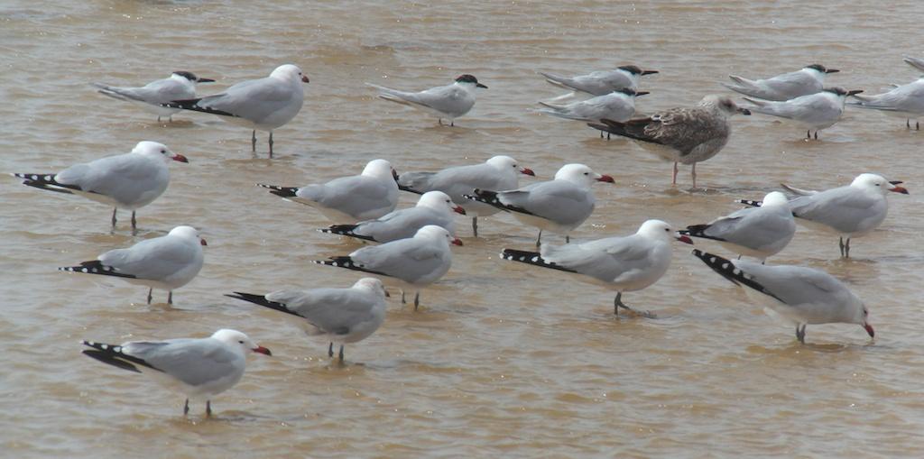 68.Brushane - Brushane (Philomachus pugnax) 6 ex Oued Sous 21/2. 69.Långnäbbad mås - Tyndnæbbet måge (Larus genei) 10 ex (flertalet ad) Oued Sous 21/2 och 2 ad Oued Sous 22/2. 70.