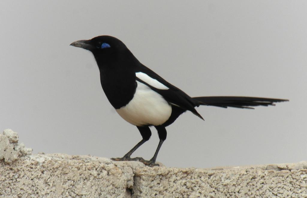 93.Svartkronad busktörnskata - Krattornskade (Tchagra senegalus cucullatus) 3 ex Oued Massa 17/2 och 5 ex Oued Massa 20/2. 94.