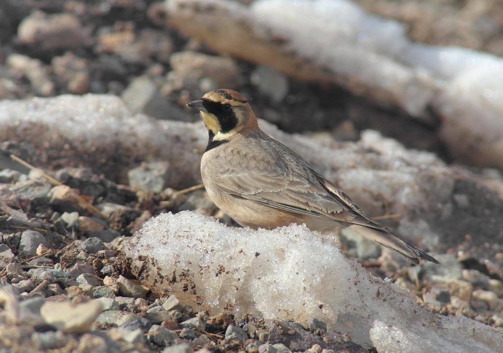 107.Korttålärka - Korttået lærke (Calandrella brachydactyla rubiginosa) Totalt minst 50-75 ex (många sjungande + småflockar av sträckande fåglar) Lärkslätterna 34-37 km S om Guelmim 18-19/2, 5 ex Cap