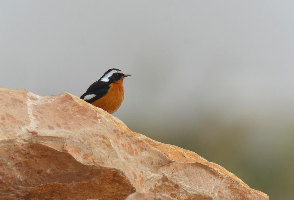 119.Gulärla - Gul vipstjert (Motacilla flava iberiae) 1 ex str. N Oued Sayed (söder om Guelmim) 18/2 och 1 hane Oued Sayed (väster om Fask) 19/2. 120.