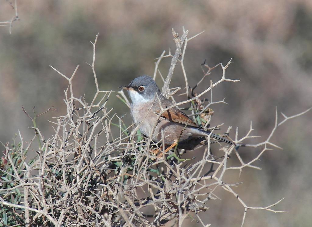 men även en handfull individer som såg bra ut för iberisk gransångare sågs, men ingen bestämdes säkert. 145.Trastsångare - Drosselrørsanger (Acrocephalus arundinaceus) 1 ex Oued Massa 20/2. 146.