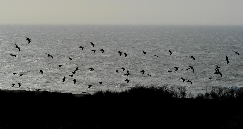 Foto: Björn Malmhagen Scanbird Quality bird guiding Bird & wildlife